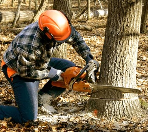 Tree Removal in Jackson, MI